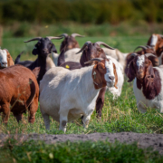 A herd of meat goats with horns stands in a green pasture.