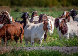 A herd of meat goats with horns stands in a green pasture.