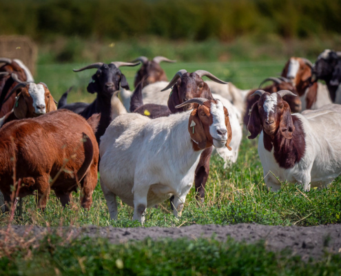 A herd of meat goats with horns stands in a green pasture.