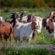 A herd of meat goats with horns stands in a green pasture.