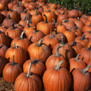 pumpkins sitting in rows on the ground, outdoors