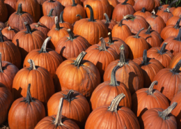 pumpkins sitting in rows on the ground, outdoors