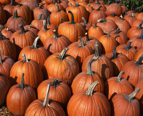 pumpkins sitting in rows on the ground, outdoors