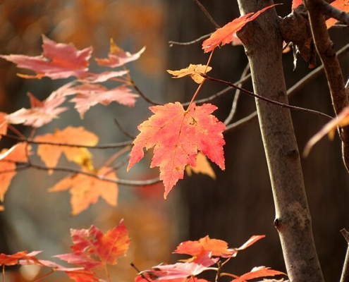 red maple leaves in autumn, on a tree against a dark background