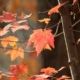 red maple leaves in autumn, on a tree against a dark background