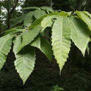 clusters of green chestnut leaves against a dark forest background