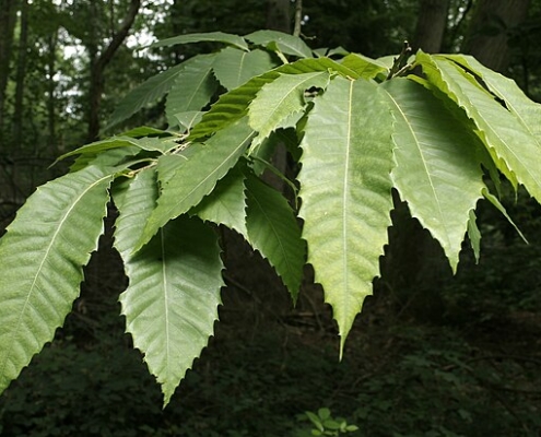 clusters of green chestnut leaves against a dark forest background