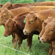 red cattle in field of green grass line up at electric fence