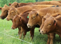 red cattle in field of green grass line up at electric fence