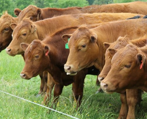 red cattle in field of green grass line up at electric fence