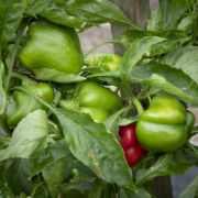 green and red bell peppers grow on a plant