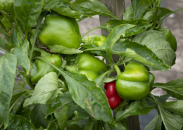 green and red bell peppers grow on a plant