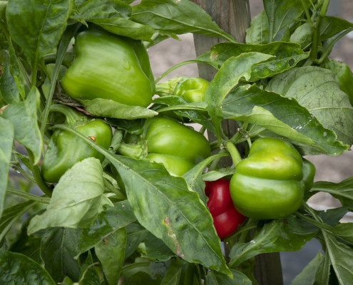 green and red bell peppers grow on a plant