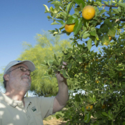 A person reaches and looks up toward citrus fruits growing on a tree under blue sky