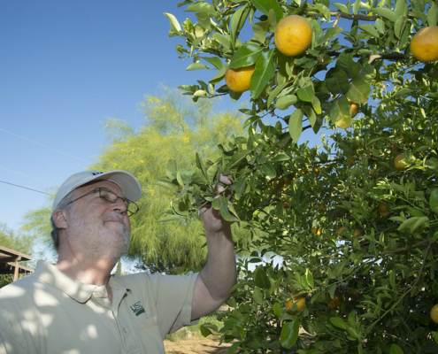 A person reaches and looks up toward citrus fruits growing on a tree under blue sky