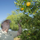 A person reaches and looks up toward citrus fruits growing on a tree under blue sky