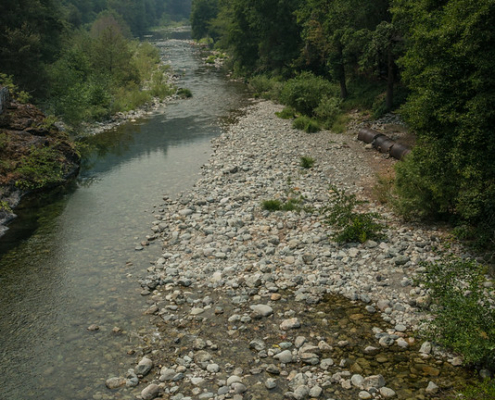 a stream runs through evergreen forest under smoky sky