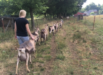 Hannah Coffey on left leading a string of milk goats down a grassy path to the barn for milking time. 