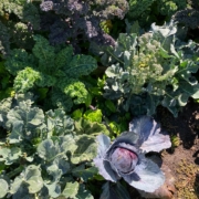 kale and cabbage growing in a garden