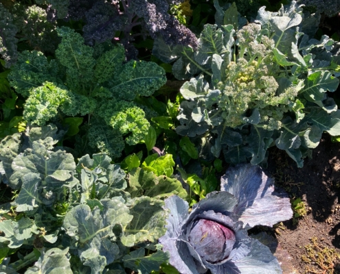 kale and cabbage growing in a garden