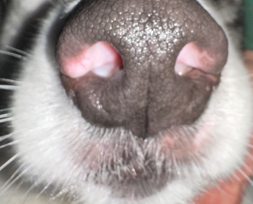 close-up of a dog's nose