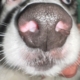 close-up of a dog's nose