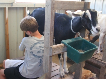 John Coffey with his back to the camera hand-milking a black goat, who is standing on a wooden milk stand facing the camera. 