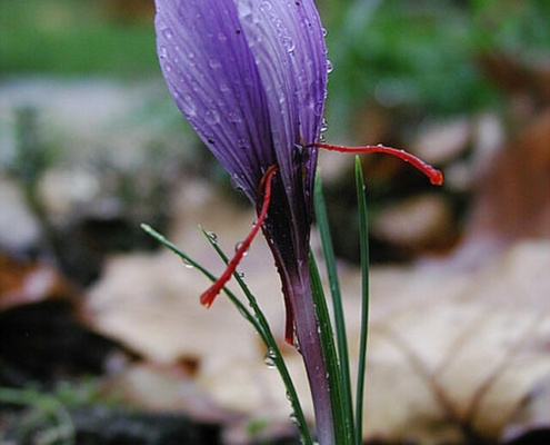 purple saffron crocus plant showing red stamens