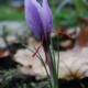 purple saffron crocus plant showing red stamens