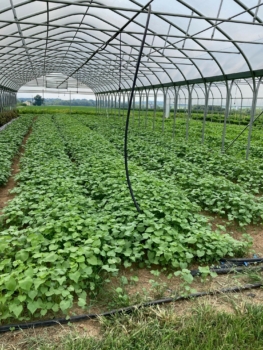 Photo of buckwheat cover crop in a high tunnel following an early summer cash crop.