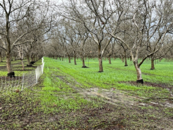 Photo of cover-cropped California orchard after heavy rains, January 15, 2023.