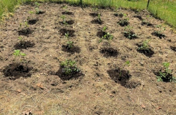 photo of Tomatoes planted into a tilled-in rye, vetch, and red clover green manure,May 21. 