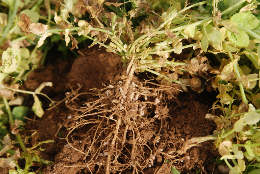 Photo showing legume nodulation