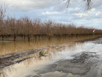 Photo of Non-cover-cropped California orchard after heavy rains, January 15, 2023. 