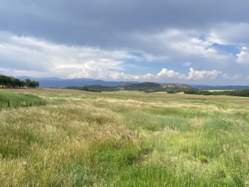 Perennial sod in crop rotations, as shown in this photo, helps replenish organic matter in the soil. 