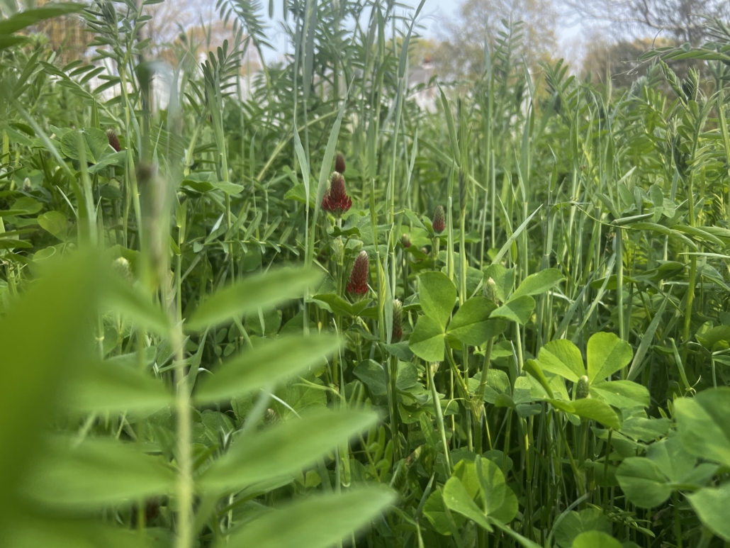 Photo of Red clover in an annual rye and hairy vetch mix