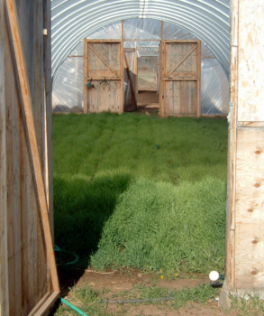 Photo of Small grain cover crop growing in a high tunnel. 