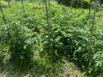 Photo of Tomato crop 50 days after transplanting, July 10.