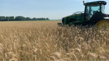 Photo of soybeans being no-till planted into cereal rye at boot stage, then rolled/crimped at v2