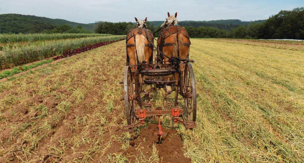 Photo of horses in the field leading the undercutting of barley cover crop after mowing.