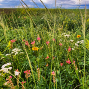 Photo of wildflower planting in buffer strip to provide habitat for pollinators.