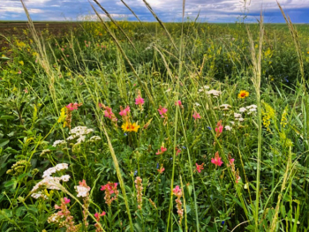 Photo of wildflower planting in buffer strip to provide habitat for pollinators.