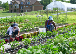 Two women working in rows of vegetables with a high tunnel and house in background.