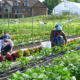 Two women working in rows of vegetables with a high tunnel and house in background.