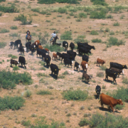 a group of cattle being moved across arid rangeland by two horseback riders