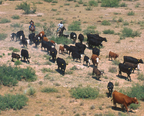 a group of cattle being moved across arid rangeland by two horseback riders