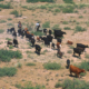 a group of cattle being moved across arid rangeland by two horseback riders