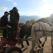 back silhouette view of two people on a cart pulled by horses, in front of mountains under blue sky.