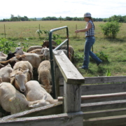 a woman herds sheep into a pen, reaching to close the gate behind them