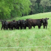 black cattle stand in a group on a green field with forest in the background, behind electric fence